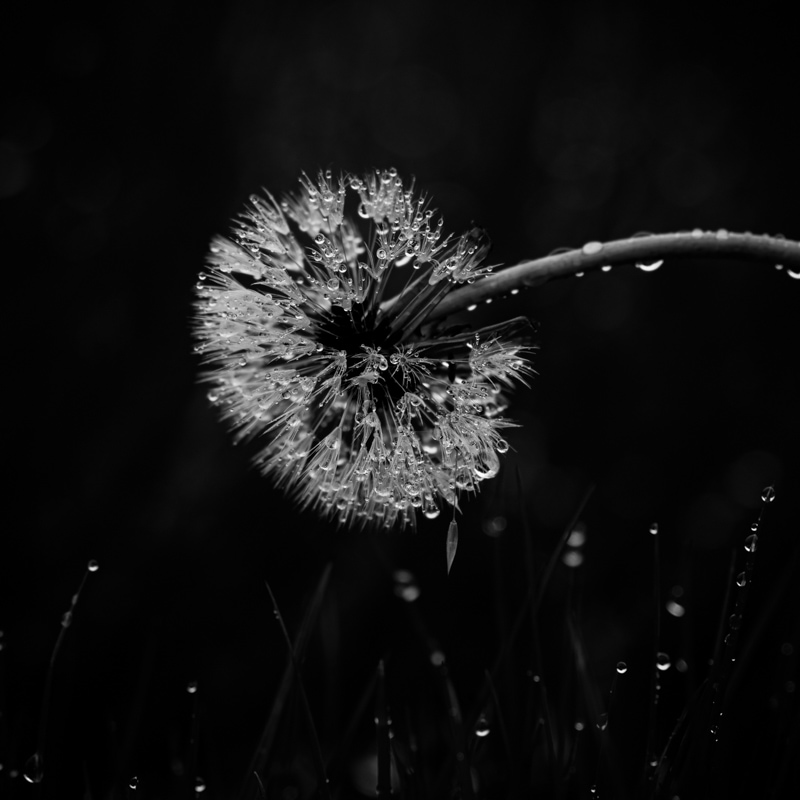 Water droplets on a dandelion clock